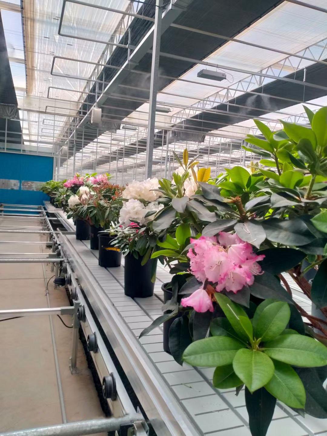 los angeles greenhouse project001